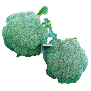 Shishir Broccoli From Known You Seed (India)-KYI